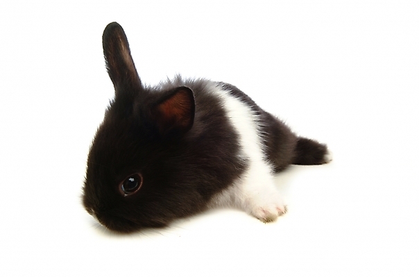 포토 JPG 스튜디오촬영 동물 척추동물 한마리 육지동물 포유류 사람없음 반려동물 토끼 집토끼 라이언헤드 반려 국내포토 1 실내 파일형식