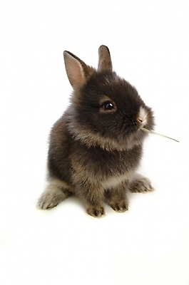 포토 JPG 스튜디오촬영 식물 동물 척추동물 한마리 육지동물 포유류 사람없음 반려동물 토끼 풀 집토끼 라이언헤드 반려 국내포토 1 실내 파일형식