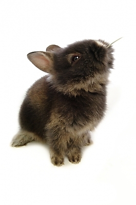 포토 JPG 스튜디오촬영 동물 척추동물 한마리 육지동물 포유류 사람없음 반려동물 토끼 집토끼 라이언헤드 반려 국내포토 1 실내 파일형식