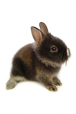 포토 JPG 스튜디오촬영 동물 척추동물 한마리 육지동물 포유류 사람없음 반려동물 토끼 집토끼 라이언헤드 반려 국내포토 1 실내 파일형식