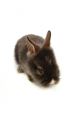 포토 JPG 스튜디오촬영 동물 척추동물 한마리 육지동물 포유류 사람없음 반려동물 토끼 집토끼 라이언헤드 반려 국내포토 1 실내 파일형식