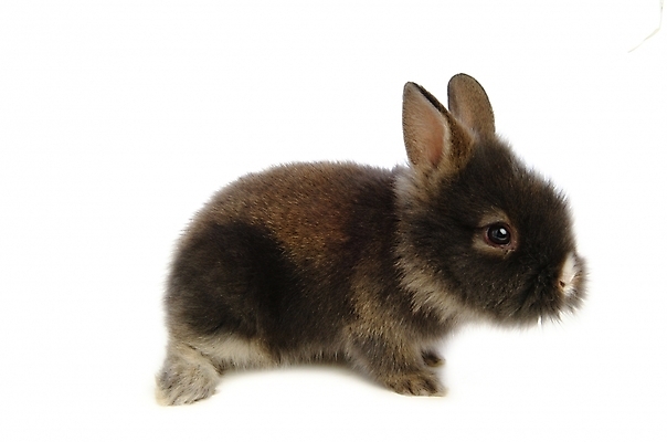 포토 JPG 스튜디오촬영 동물 척추동물 한마리 육지동물 포유류 사람없음 반려동물 토끼 집토끼 라이언헤드 반려 국내포토 1 실내 파일형식