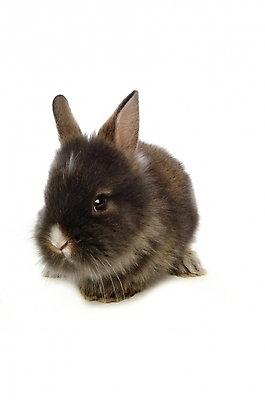 포토 JPG 스튜디오촬영 동물 척추동물 한마리 육지동물 포유류 사람없음 반려동물 토끼 집토끼 라이언헤드 반려 국내포토 1 실내 파일형식