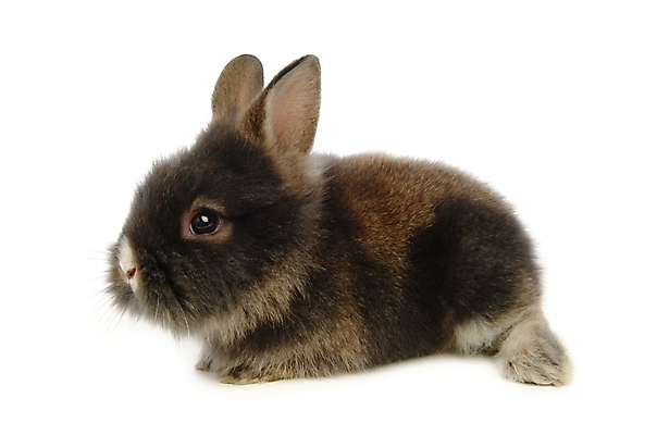 포토 JPG 스튜디오촬영 동물 척추동물 한마리 육지동물 포유류 사람없음 반려동물 토끼 집토끼 라이언헤드 반려 국내포토 1 실내 파일형식