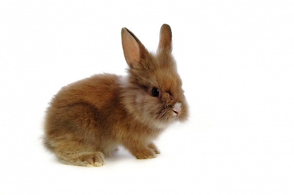 포토 JPG 스튜디오촬영 동물 척추동물 한마리 육지동물 포유류 사람없음 반려동물 토끼 집토끼 라이언헤드 반려 국내포토 1 실내 파일형식