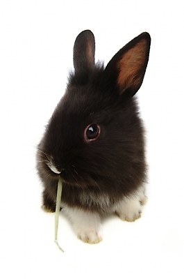 포토 JPG 스튜디오촬영 식물 동물 척추동물 한마리 육지동물 포유류 사람없음 반려동물 토끼 풀 집토끼 라이언헤드 반려 국내포토 1 실내 파일형식