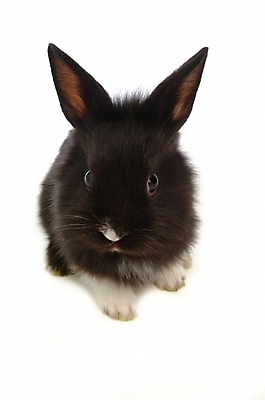 포토 JPG 스튜디오촬영 동물 척추동물 한마리 육지동물 포유류 사람없음 반려동물 토끼 집토끼 라이언헤드 반려 국내포토 1 실내 파일형식