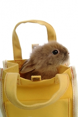 포토 JPG 스튜디오촬영 동물 척추동물 한마리 육지동물 가방 포유류 사람없음 반려동물 토끼 주머니 집토끼 라이언헤드 반려 국내포토 1 잡화 실내 파일형식