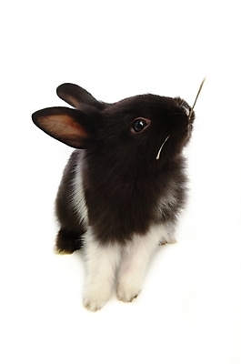 포토 JPG 스튜디오촬영 동물 척추동물 한마리 육지동물 포유류 사람없음 반려동물 토끼 집토끼 라이언헤드 반려 국내포토 1 실내 파일형식