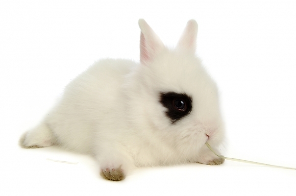 포토 JPG 스튜디오촬영 동물 척추동물 한마리 육지동물 포유류 사람없음 반려동물 토끼 집토끼 라이언헤드 반려 국내포토 1 실내 파일형식