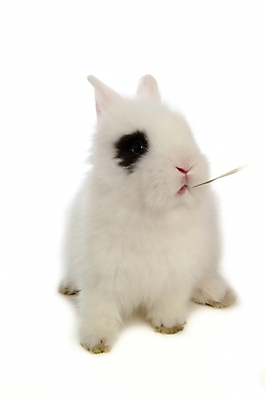 포토 JPG 스튜디오촬영 동물 척추동물 한마리 육지동물 포유류 사람없음 반려동물 토끼 집토끼 라이언헤드 반려 국내포토 1 실내 파일형식