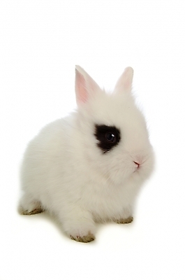 포토 JPG 스튜디오촬영 동물 척추동물 한마리 육지동물 포유류 사람없음 반려동물 토끼 집토끼 라이언헤드 반려 국내포토 1 실내 파일형식