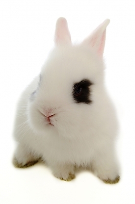 포토 JPG 스튜디오촬영 동물 척추동물 한마리 육지동물 포유류 사람없음 반려동물 토끼 집토끼 라이언헤드 반려 국내포토 1 실내 파일형식