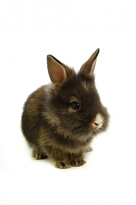 포토 JPG 스튜디오촬영 동물 척추동물 한마리 육지동물 포유류 사람없음 반려동물 토끼 집토끼 라이언헤드 반려 국내포토 1 실내 파일형식