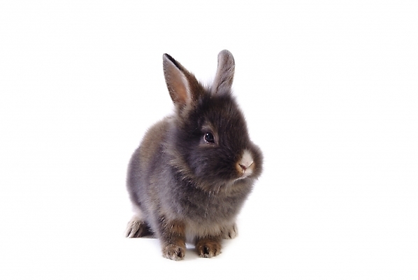 포토 JPG 스튜디오촬영 동물 척추동물 한마리 육지동물 포유류 사람없음 반려동물 토끼 집토끼 라이언헤드 반려 국내포토 1 실내 파일형식