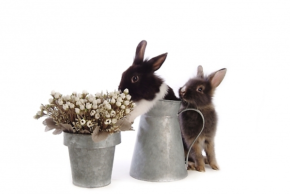 포토 JPG 스튜디오촬영 식물 동물 척추동물 육지동물 꽃 화분 두마리 포유류 주전자 사람없음 반려동물 토끼 집토끼 라이언헤드 반려 국내포토 2 주방용품 실내 파일형식