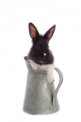 포토 JPG 스튜디오촬영 동물 척추동물 한마리 육지동물 포유류 주전자 사람없음 반려동물 토끼 집토끼 라이언헤드 반려 국내포토 1 주방용품 실내 파일형식