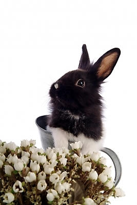 포토 JPG 스튜디오촬영 식물 동물 척추동물 한마리 육지동물 꽃 꽃다발 포유류 주전자 사람없음 반려동물 토끼 집토끼 라이언헤드 반려 국내포토 1 주방용품 실내 파일형식