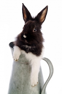 포토 JPG 스튜디오촬영 동물 척추동물 한마리 육지동물 포유류 주전자 사람없음 반려동물 토끼 집토끼 라이언헤드 반려 국내포토 1 주방용품 실내 파일형식