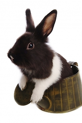 포토 JPG 스튜디오촬영 동물 척추동물 한마리 육지동물 포유류 사람없음 반려동물 물뿌리개 토끼 집토끼 라이언헤드 반려 국내포토 1 실내 파일형식