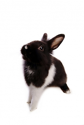 포토 JPG 스튜디오촬영 동물 척추동물 한마리 육지동물 포유류 사람없음 반려동물 토끼 집토끼 라이언헤드 반려 국내포토 1 실내 파일형식