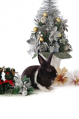 포토 JPG 스튜디오촬영 나무 식물 동물 척추동물 한마리 육지동물 꽃 화분 포유류 사람없음 장식 반려동물 토끼 집토끼 라이언헤드 반려 국내포토 1 실내 파일형식