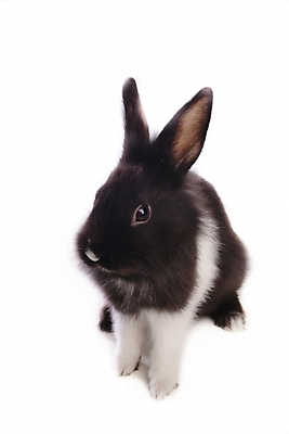 포토 JPG 스튜디오촬영 동물 척추동물 한마리 육지동물 포유류 사람없음 반려동물 토끼 집토끼 라이언헤드 반려 국내포토 1 실내 파일형식