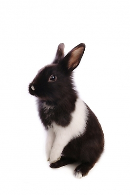 포토 JPG 스튜디오촬영 동물 척추동물 한마리 육지동물 포유류 사람없음 반려동물 토끼 집토끼 라이언헤드 반려 국내포토 1 실내 파일형식