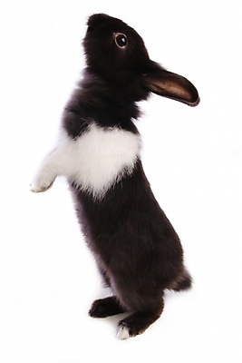 포토 JPG 스튜디오촬영 동물 척추동물 한마리 육지동물 포유류 사람없음 반려동물 토끼 집토끼 라이언헤드 반려 국내포토 1 실내 파일형식