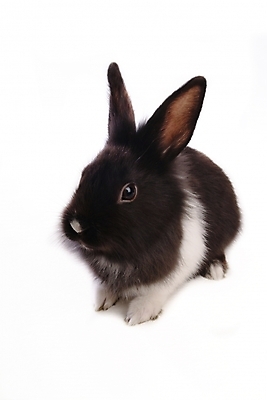 포토 JPG 스튜디오촬영 동물 척추동물 한마리 육지동물 포유류 사람없음 반려동물 토끼 집토끼 라이언헤드 반려 국내포토 1 실내 파일형식