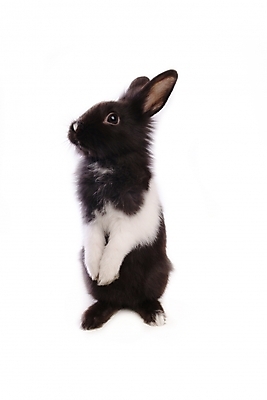 포토 JPG 스튜디오촬영 동물 척추동물 한마리 육지동물 포유류 사람없음 반려동물 토끼 집토끼 라이언헤드 반려 국내포토 1 실내 파일형식