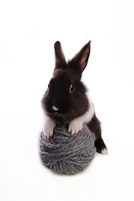 포토 JPG 스튜디오촬영 동물 척추동물 한마리 육지동물 포유류 사람없음 반려동물 토끼 털실 실타래 집토끼 실뭉치 라이언헤드 반려 국내포토 1 실내 실 파일형식