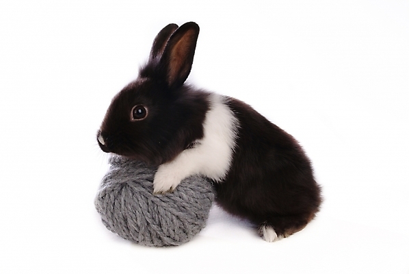 포토 JPG 스튜디오촬영 동물 척추동물 한마리 육지동물 포유류 사람없음 반려동물 토끼 털실 실타래 집토끼 실뭉치 라이언헤드 반려 국내포토 1 실내 실 파일형식