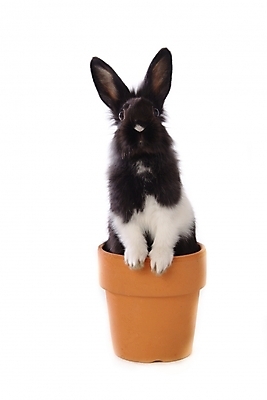 포토 JPG 스튜디오촬영 동물 척추동물 한마리 육지동물 화분 포유류 사람없음 반려동물 토끼 집토끼 라이언헤드 반려 국내포토 1 실내 파일형식