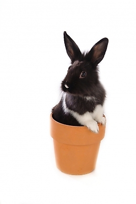 포토 JPG 스튜디오촬영 동물 척추동물 한마리 육지동물 화분 포유류 사람없음 반려동물 토끼 집토끼 라이언헤드 반려 국내포토 1 실내 파일형식