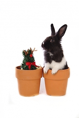 포토 JPG 스튜디오촬영 식물 동물 척추동물 한마리 육지동물 리본 화분 포유류 사람없음 반려동물 토끼 집토끼 라이언헤드 반려 국내포토 1 실내 파일형식