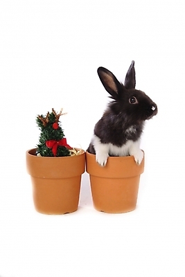 포토 JPG 스튜디오촬영 식물 동물 척추동물 한마리 육지동물 리본 화분 포유류 사람없음 반려동물 토끼 집토끼 라이언헤드 반려 국내포토 1 실내 파일형식