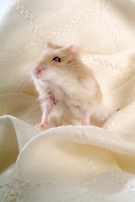 포토 JPG 동물 척추동물 한마리 육지동물 포유류 실내 사람없음 반려동물 쥐 천 햄스터 집쥐 로보로브스키 반려 국내포토 1 내부 직물 설치류 파일형식