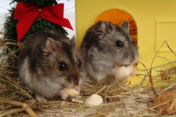 포토 JPG 나무 식물 동물 척추동물 육지동물 리본 두마리 포유류 주택 실내 사람없음 반려동물 볏짚 쥐 햄스터 집쥐 반려 시베리안햄스터 국내포토 2 내부 건물 짚 설치류 파일형식