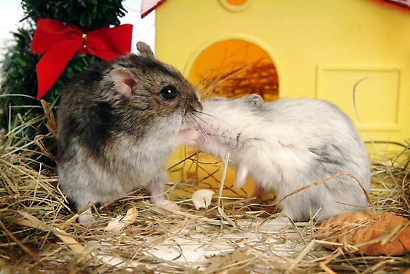 포토 JPG 나무 식물 동물 척추동물 육지동물 리본 두마리 포유류 주택 실내 사람없음 반려동물 볏짚 쥐 햄스터 집쥐 반려 시베리안햄스터 국내포토 2 내부 건물 짚 설치류 파일형식