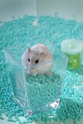 포토 JPG 동물 척추동물 한마리 육지동물 포유류 실내 사람없음 반려동물 돌_바위 조약돌 쥐 햄스터 집쥐 반려 국내포토 1 내부 설치류 파일형식