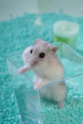 포토 JPG 동물 척추동물 한마리 육지동물 포유류 실내 사람없음 반려동물 돌_바위 조약돌 쥐 햄스터 집쥐 반려 국내포토 1 내부 설치류 파일형식