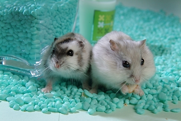 포토 JPG 동물 척추동물 육지동물 두마리 포유류 실내 사람없음 반려동물 쥐 햄스터 집쥐 반려 국내포토 2 내부 설치류 파일형식