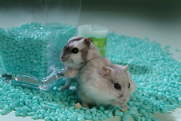 포토 JPG 동물 척추동물 육지동물 두마리 포유류 실내 사람없음 반려동물 쥐 햄스터 집쥐 반려 국내포토 2 내부 설치류 파일형식