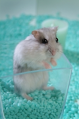 포토 JPG 동물 척추동물 한마리 육지동물 포유류 실내 사람없음 반려동물 돌_바위 조약돌 쥐 햄스터 집쥐 반려 국내포토 1 내부 설치류 파일형식