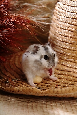 포토 JPG 동물 척추동물 한마리 육지동물 포유류 실내 사람없음 반려동물 벼 볏짚 쥐 밀짚모자 햄스터 집쥐 반려 국내포토 모자_잡화 1 곡류 내부 짚 설치류 파일형식