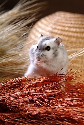 포토 JPG 동물 척추동물 한마리 육지동물 포유류 실내 사람없음 반려동물 벼 볏짚 쥐 밀짚모자 햄스터 집쥐 반려 국내포토 모자_잡화 1 곡류 내부 짚 설치류 파일형식