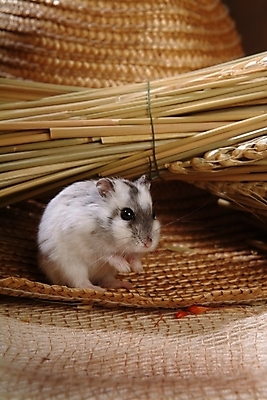 포토 JPG 동물 척추동물 한마리 육지동물 포유류 실내 사람없음 반려동물 벼 볏짚 쥐 밀짚모자 햄스터 집쥐 반려 국내포토 모자_잡화 1 곡류 내부 짚 설치류 파일형식