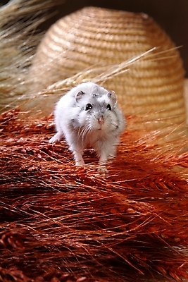 포토 JPG 동물 척추동물 한마리 육지동물 포유류 실내 사람없음 반려동물 벼 볏짚 쥐 밀짚모자 햄스터 집쥐 반려 국내포토 모자_잡화 1 곡류 내부 짚 설치류 파일형식