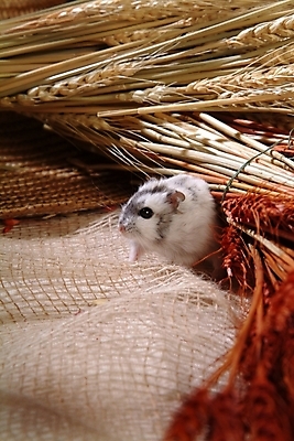 포토 JPG 동물 척추동물 한마리 육지동물 포유류 실내 사람없음 반려동물 벼 볏짚 쥐 밀짚모자 햄스터 집쥐 반려 국내포토 모자_잡화 1 곡류 내부 짚 설치류 파일형식